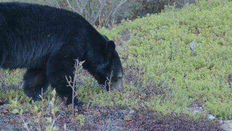 disparo de cerca de un oso negro adolescente en busca de bayas