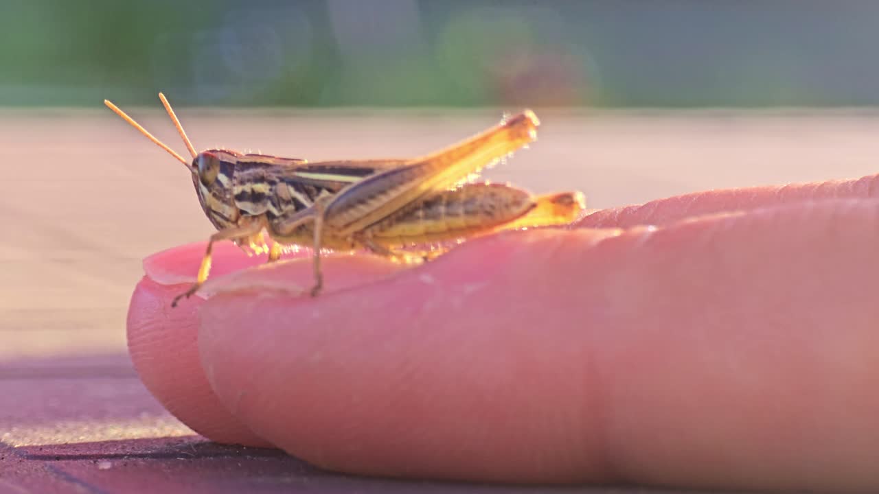 Nærbillede af en græshoppe, der sidder på en menneskefinger med sollys, der reflekteres på dens krop