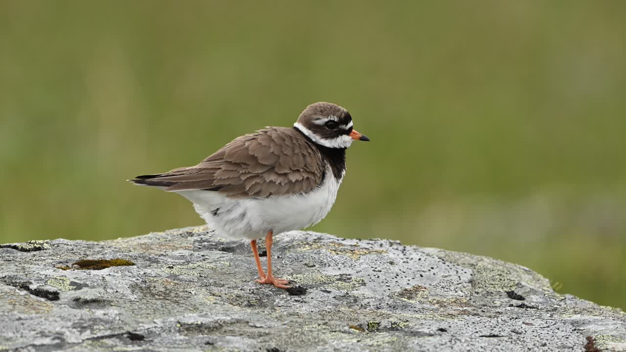 Common Ringed Plover stands shaking, ruffling feathers while preening on rock, looking off camera to right.
