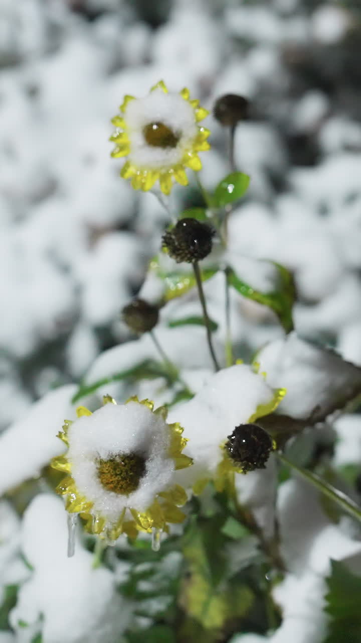 primer plano de girasol cubierto de nieve con una gruesa capa de nieve cubriendo sus pétalos, capturando la serena atmósfera de invierno con un fondo suave y borroso y el ambiente del jardín cubierto de neve