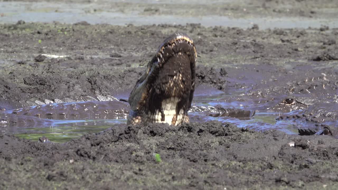 un cocodrilo brama en un pantano fangoso en florida