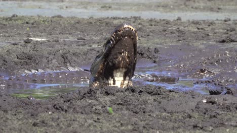 un cocodrilo brama en un pantano fangoso en florida