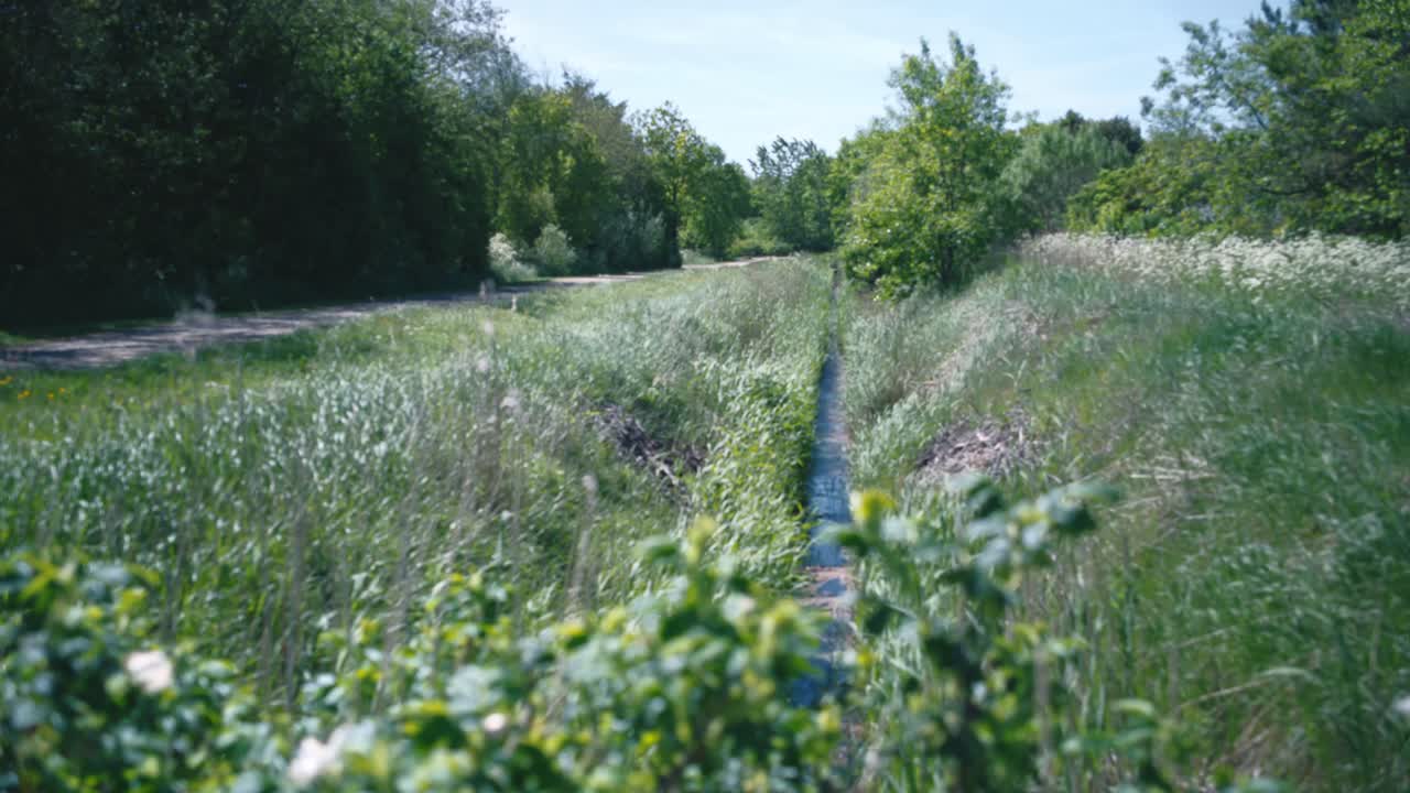 Countryside Breeze in Jutland's Tall Grass and Creek-Side White Flowers