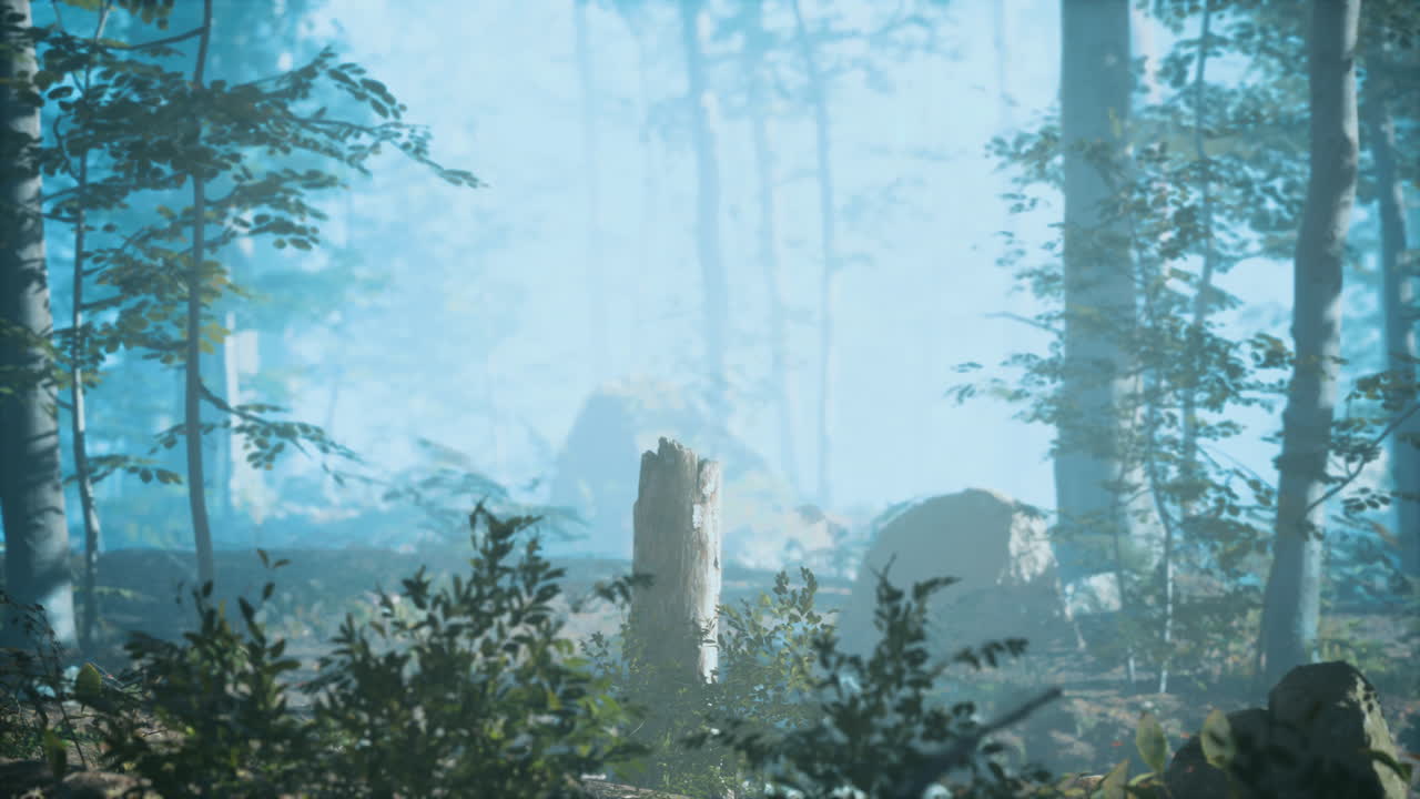 추운 안개 아침에 푸른 숲의 파노라마