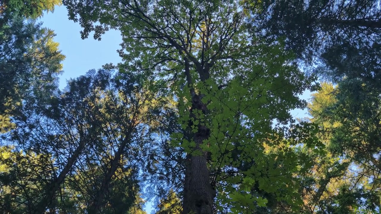 Chiome degli alberi in una foresta canadese nella Columbia Britannica, prospettiva dal basso.