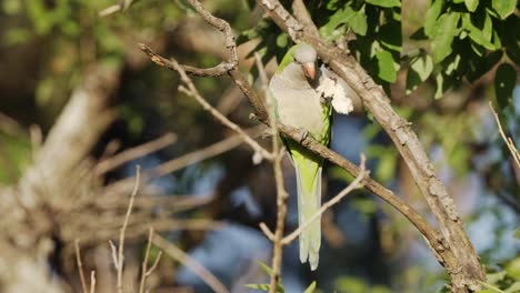 a beautiful monk parakeet myiopsitta monachus perched on branch, eating a piece of bread with full enjoyment, dropping tiny bread crumbs in wildlife bird sanctuary, close up shot