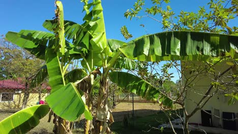 el punto focal es un altísimo plátano, sus largas hojas verdes balanceándose en la brisa