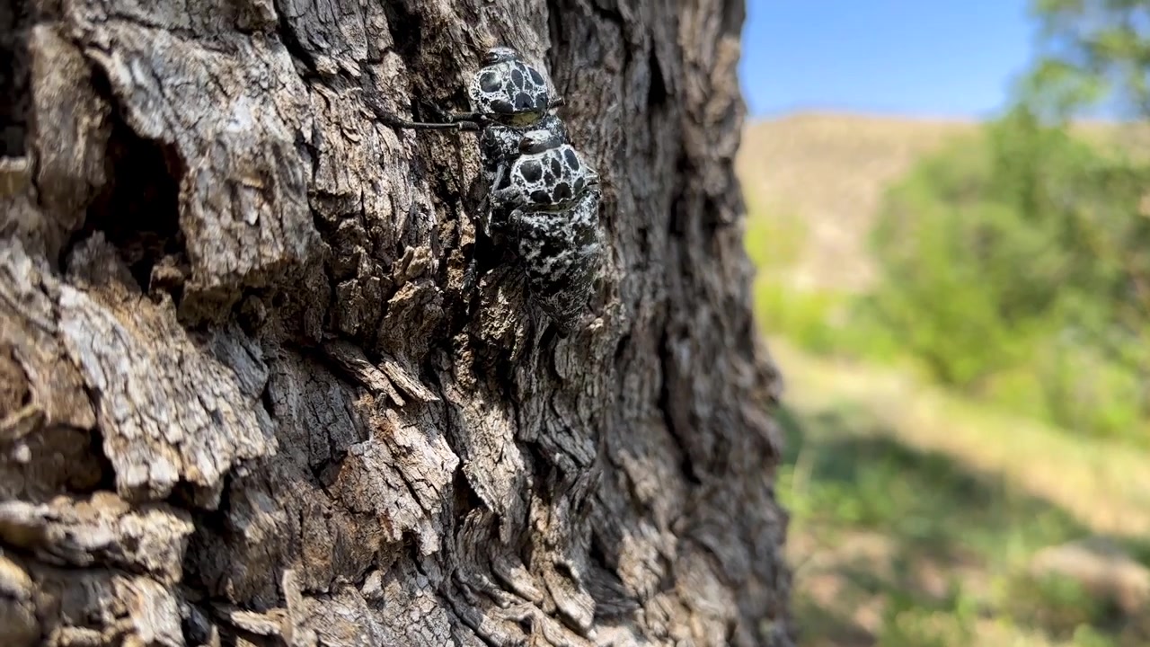 Beetles in a scenic sunset afternoon mating woodland landscape closeup behavior calling crawl dung beetle ladybug lifecycle tree insect forest in Iran animal wildlife nature entomology macro ecosystem