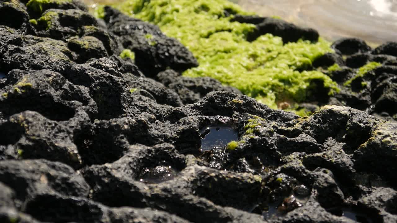Close up of the black rock and algae on the coast of Hawaii Island in the Pacific with water collected in the crevices