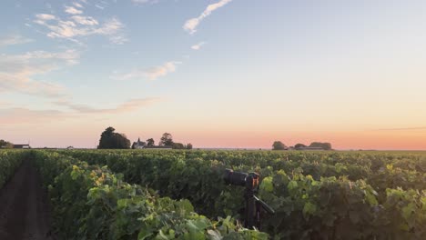 sunset view of vineyard in saint emilion