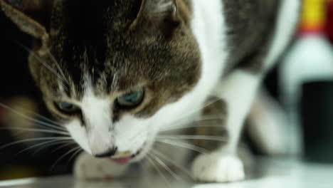 cat eats food on the floor voraciously