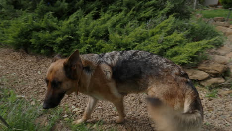 Perro-Pastor-Alemán-Perdido-Buscando-Su-Hogar