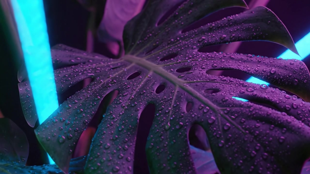 Vie végétale vibrante : Des feuilles de Monstera hypnotisantes ornées de faisceaux lumineux néon colorés, créant une atmosphère mystique avec des gouttes de pluie capturant les reflets.