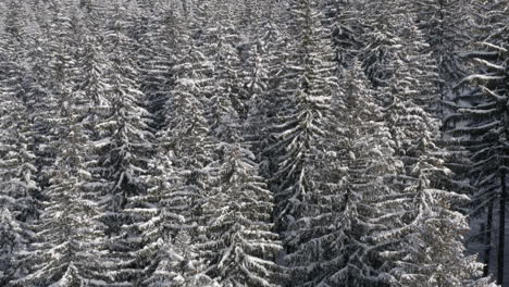 deep coniferous forest under winter snow,czechia