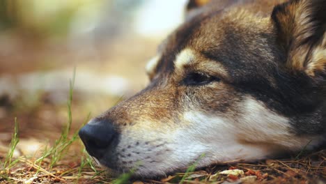 a loyal, trained and well-behaved husky dog sleeping in closeup with background blur bokeh