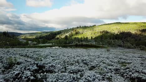 drone shot of snow lightly dusted along a meadow