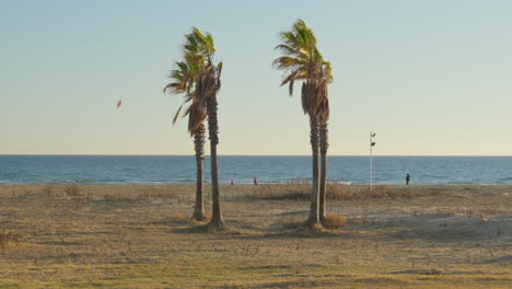 canopy of palm trees on deserted beach with kites soaring near azure ocean on balmy summer day