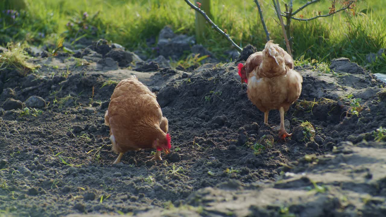 two live poultry hens chickens birds pecking around