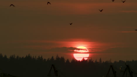 Perfekter-Orangefarbener-Sonnenuntergang-Im-Zeitraffer-über-Der-Waldbaumgrenze