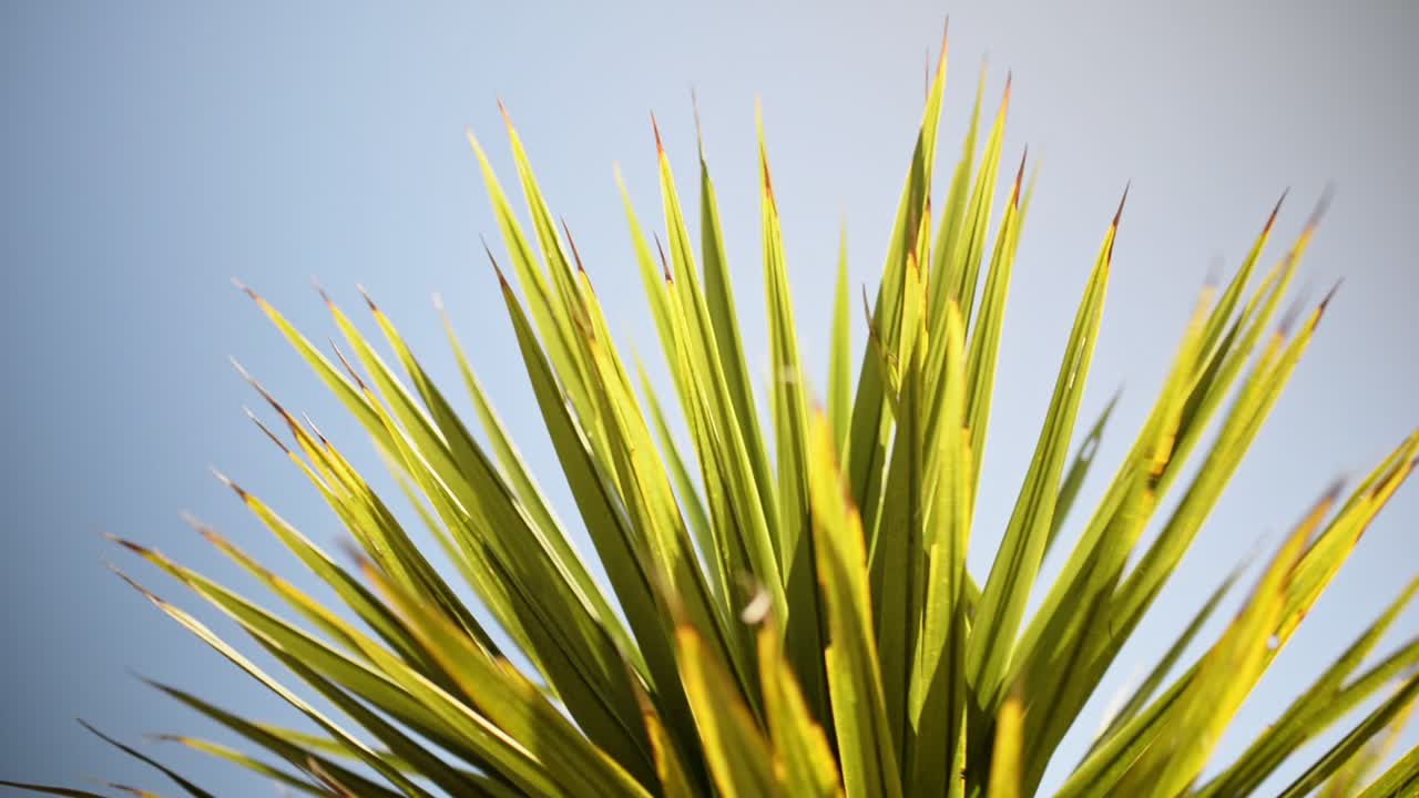 vista de ángulo bajo de hojas puntiagudas de un árbol de col joven moviéndose en el viento