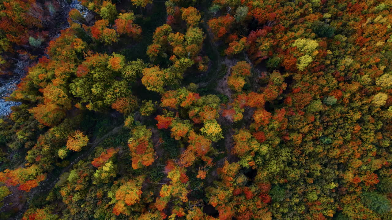 Colorful autumn forest viewed from above in the Italian Alps