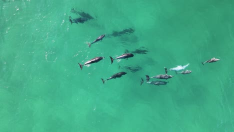 a pod of dolphins swimming in the clear ocean playfully interact as a family group