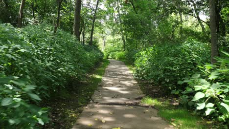 Un-Paseo-Por-La-Reserva-Natural-I-Camino-De-Cemento-Rodeado-De-Frondosos-árboles-Y-Vegetación