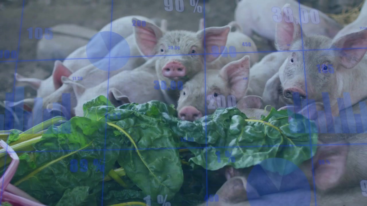 青いオーバーレイがかかった状態で、緑の植物が現れ、子豚たちが葉を嗅ぎ、押し合い、鼻をこすりつけ、噛んで食べている。
