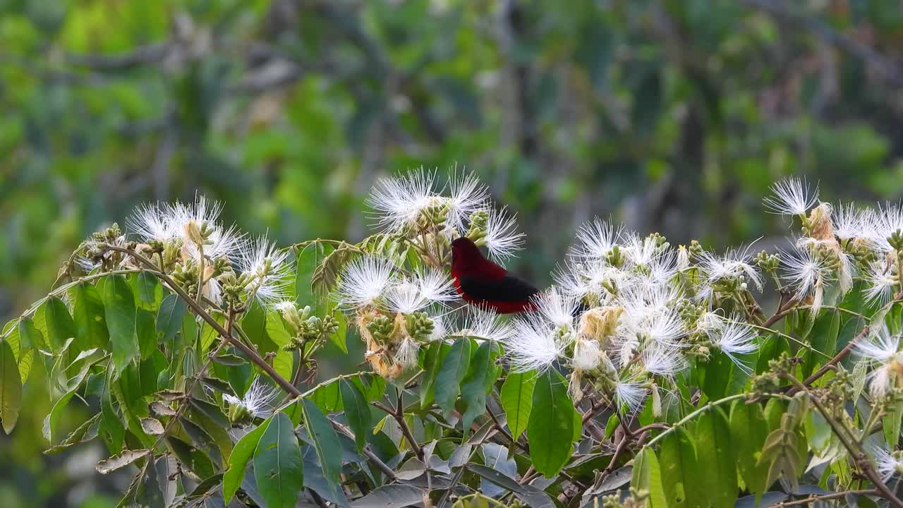 el tanager de respaldo carmesí vibrante se alza entre las flores silvestres blancas, con un fondo verde exuberante
