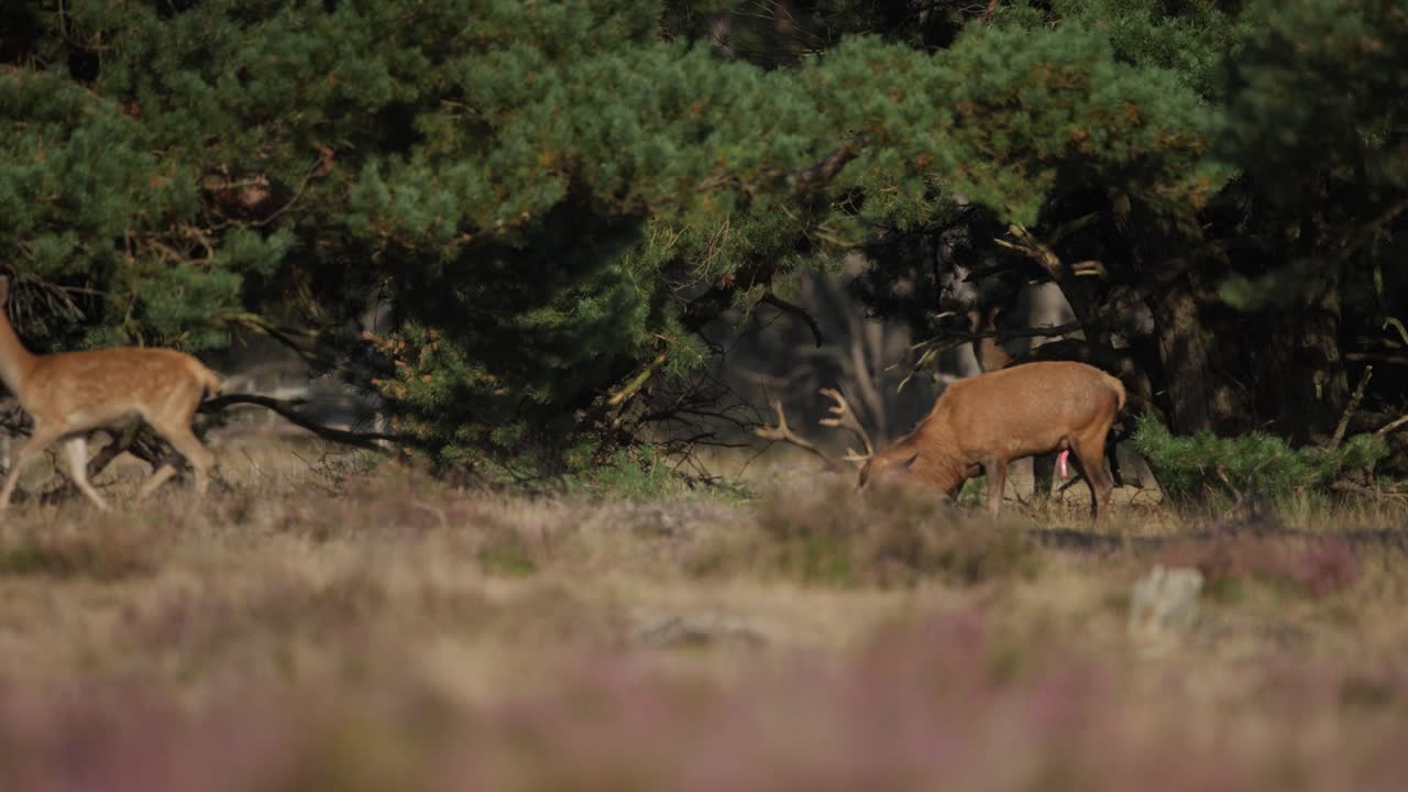 Halvnært billede af en stor kronhjort på en skovlysning, mens hans rudel af hinder traver forbi