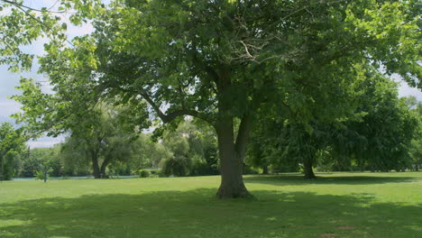 Tilt down of tree in park near a river during spring time