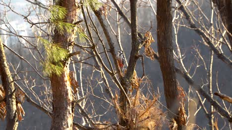 pájaro carpintero de lomo blanco picoteando en el árbol en busca de insectos al atardecer en el bosque de seúl al atardecer p2