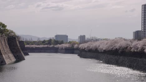 osaka castle park moat and sakura grove, blossoming spring cherry blossoms