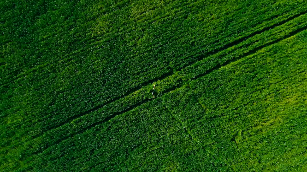 hermosa mujer girando en un campo de trigo verde en verano. vista aérea video desde el helicóptero. vista superior. movimiento circular de la cámara. cámara remota.
