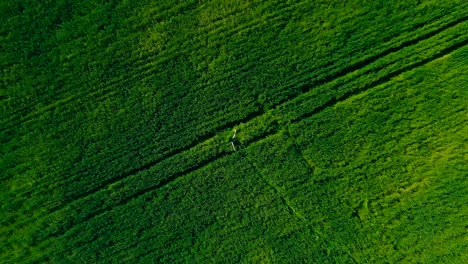 beautiful woman spinning in a green wheat field in summer. aerial view video from copter. top view. circular motion of the camera. remote camera.