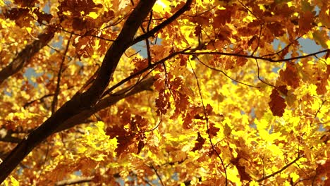 hojas de roble de otoño.