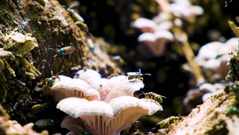 a microscopic underwater world: vibrant crustaceans and colorful fungi thrive amongst rocky surfaces in the introductory and concluding frames of a dynamic marine video