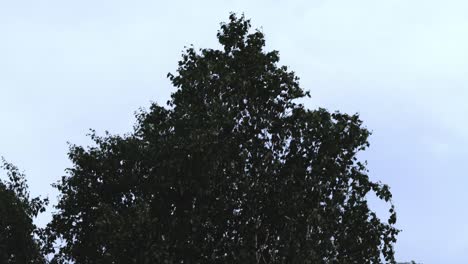 treetops against a cloudy sky