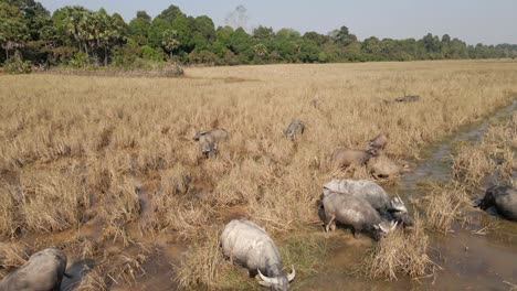 El-Búfalo-De-Agua-Doméstico-Pasta-Hierba-Seca-En-Un-Humedal-Recientemente-Inundado