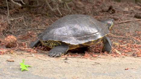 painted turtle slowly makes its way along walking path through cedar tree cones