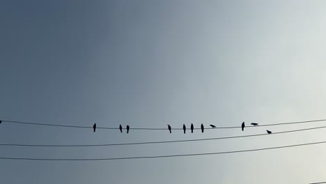 Low-angle-view-of-a-group-of-crows-sitting-on-an-electric-cable-wire-or-overhead-telephone-wire-on-a-bright-sunny-day-in-Dhaka,-Bangladesh