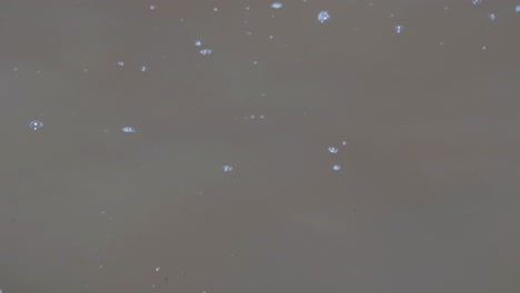 agua contaminada en el lago