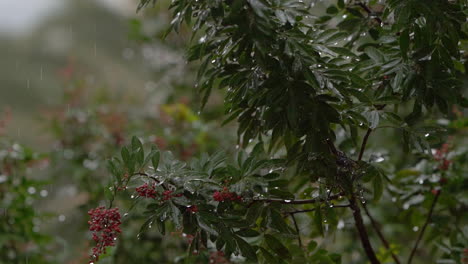 Gotas-De-Lluvia-Goteando-Sobre-Hojas-Verdes-De-Pistacia-Lentiscus-También-Conocida-Como-Lentisco-O-Masilla,-Nativa-De-La-Cuenca-Mediterránea