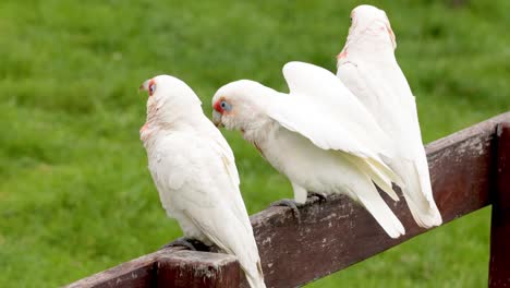 three corellas interacting on a wooden fence