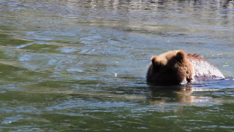 grizzly bear puts her face underwater in river