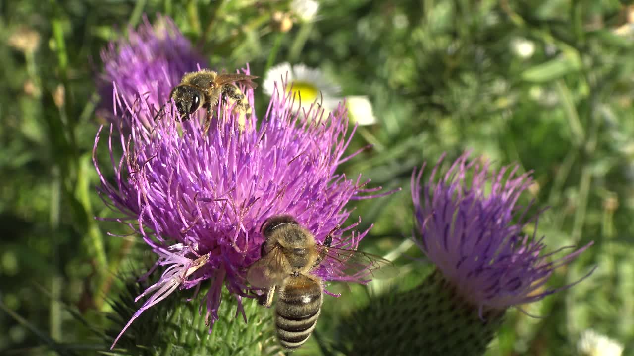 primer plano de dos abejas melíferas reunidas en un cardo