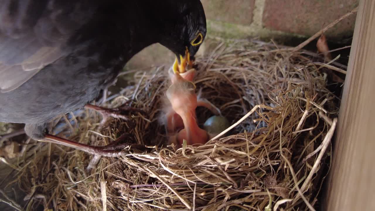 blackbird nesting and feeding chicks