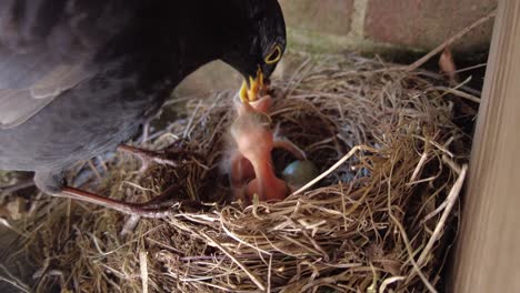 blackbird nesting and feeding chicks