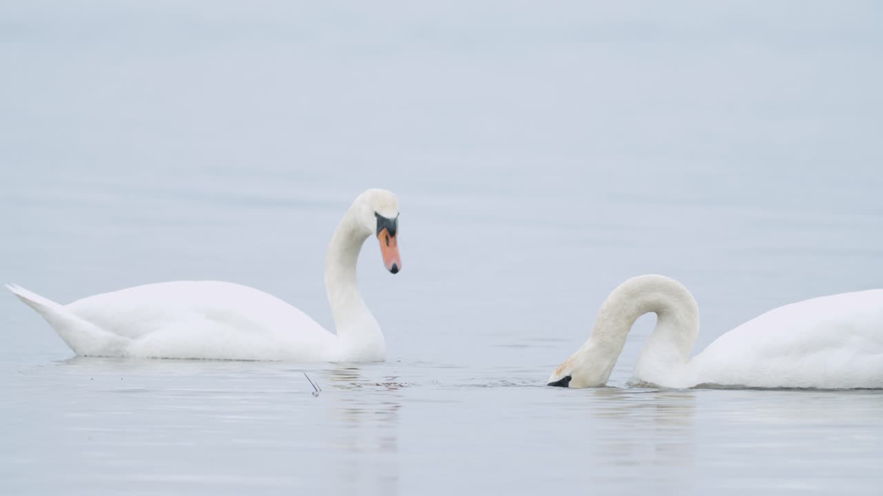 cisne mudo salvaje comiendo hierba primer plano submarino en día nublado