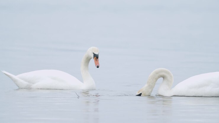 Wild mute swan eating grass underwater closeup in overcast day